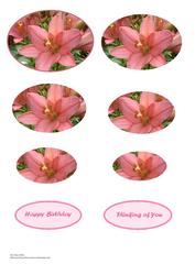 Oval Pink Lily Pyramid Sheet