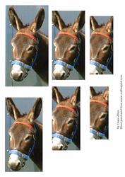 Donkey