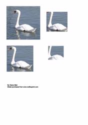 Swan Pyramid Sheet