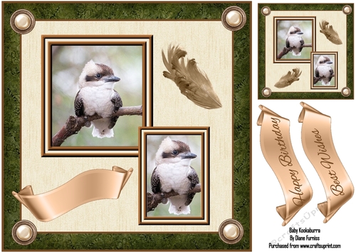 Baby Kookaburra