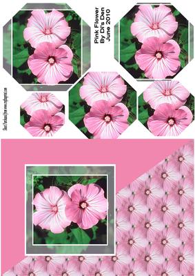 Pink Flower