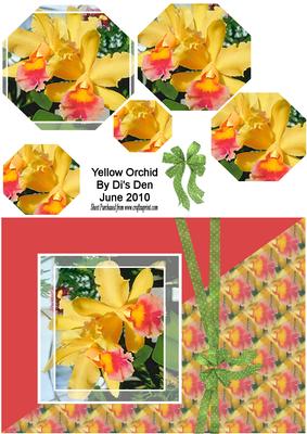 Yellow Orchid
