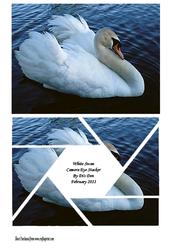 White Swan Camera Eye Stacker