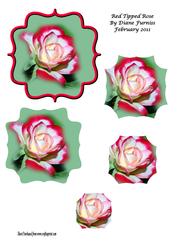 Red Tipped Rose