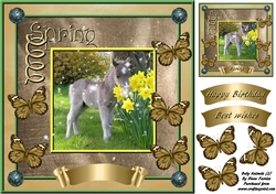 Baby Animals (2)