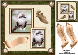 Baby Kookaburra