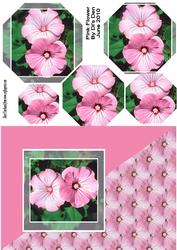 Pink Flower