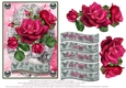 Roses for lots of occasions #1