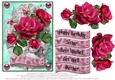 Roses for lots of occasions #2