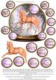 Best Wishes - Unicorn #3