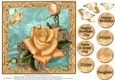 Gorgeous Rose for Mothers Day and lots of occasions #3