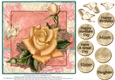 Gorgeous Rose for Mothers Day and lots of occasions #4