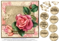 Gorgeous Rose for Mothers Day and lots of occasions #5