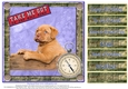 Cute Puppy for  Male birthday or other occasions