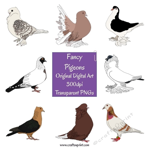 Fancy Pigeon Clipart