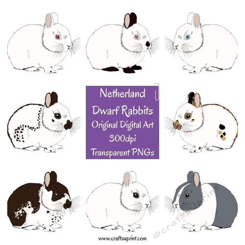 Netherland Dwarf Rabbit Clipart