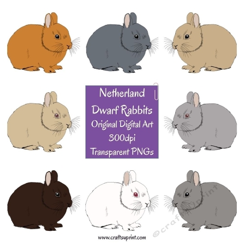 Netherland Dwarf Rabbit Clipart 2