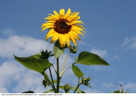 Sunflower
