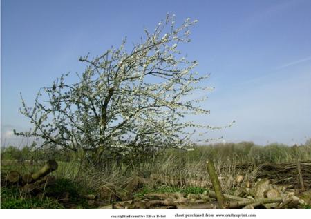 Blossom in Orchard