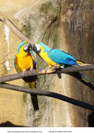 Parrots in Love