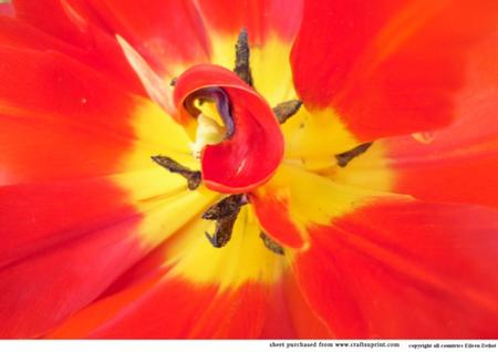 Red Tulip