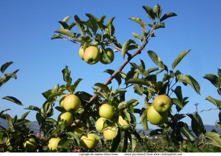 Appels in Orchard