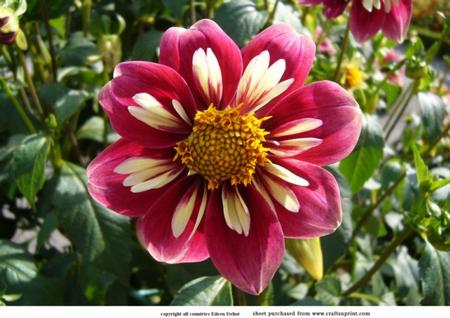 Pink Dahlia