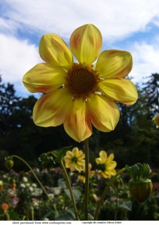 Yellow Dahlia