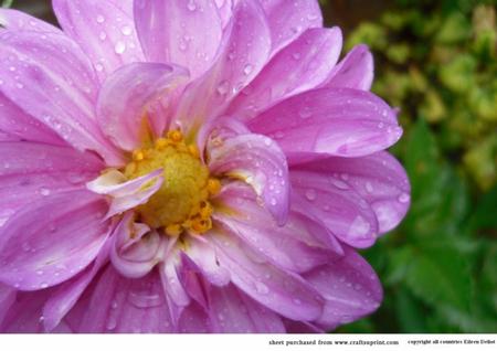 Pink Flower After Rain