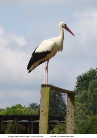 White Stork