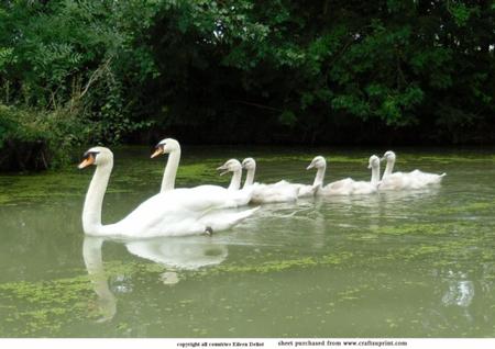 Mother Swan