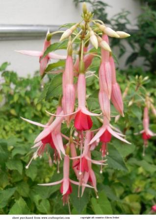 Flower in My Garden