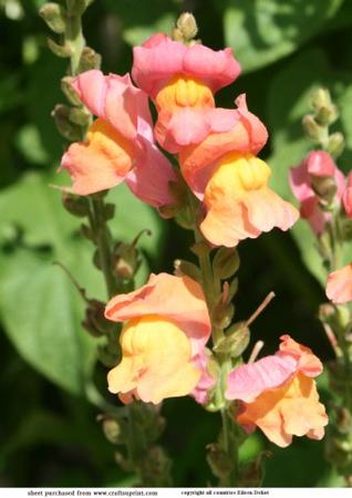 Flower in My Garden