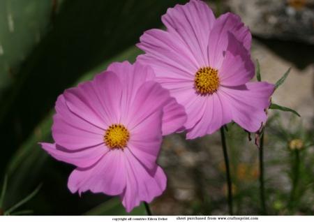 Flower in My Garden