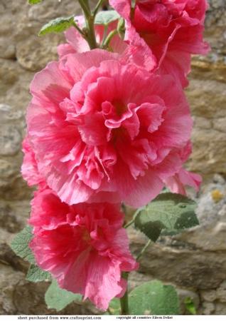 Hollyhock
