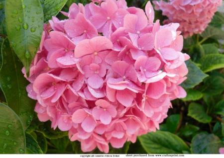 Hortensia