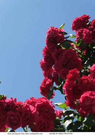 Red Roses