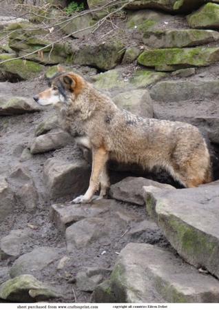 Wolf