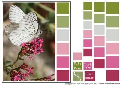 Color Swatch Butterfly