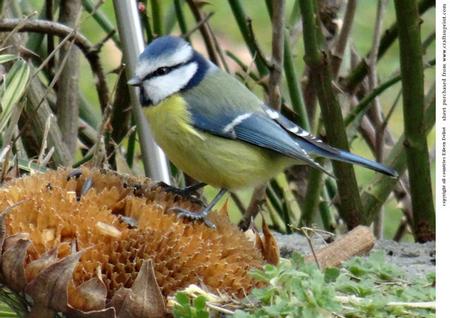 Eurasian Blue Tit