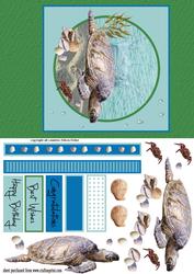 Sealife, Turtle and Shells