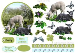 Sheeps in Orchard