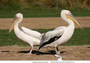 2 Pelicans
