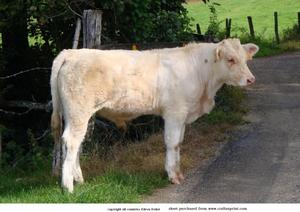 Little Calf