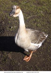 Goose