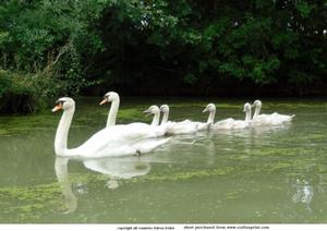 Mother Swan