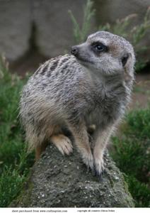 Meerkat