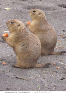 Prairie Dogs