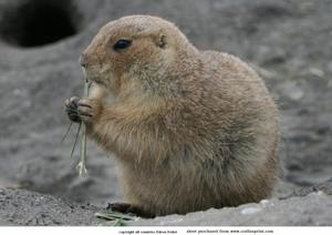 Prairie Dog