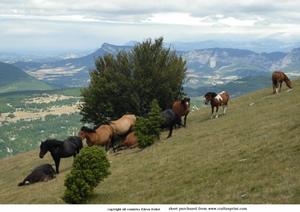 Wild Horses